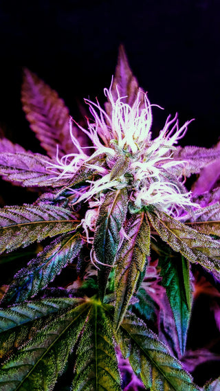 Loud Clouds - Bulk Dry Flower *COMING EARLY 2025*